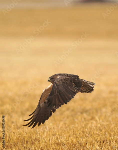 Fototapeta Swainson's hawk gliding over golden field