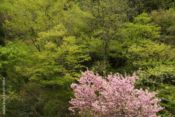 Fototapeta 八重桜と新緑