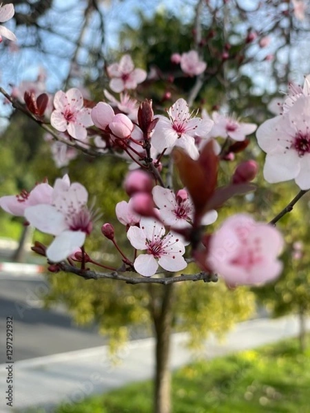 Obraz Pink flowers on a cherry blossom tree in spring