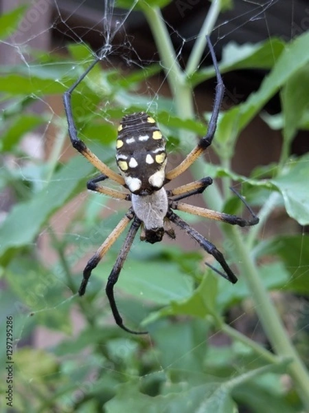 Fototapeta spider on a web