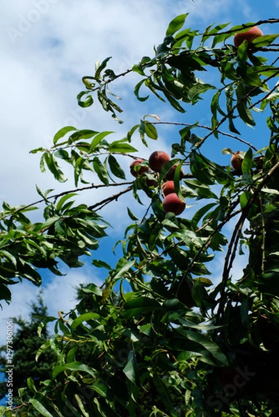 Fototapeta Blue sky and peach tree. 
