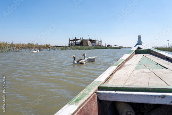 Fototapeta Boat trip in the Mesopotamian / Iraqi Marshes with the so called Marsh Arabs Madan