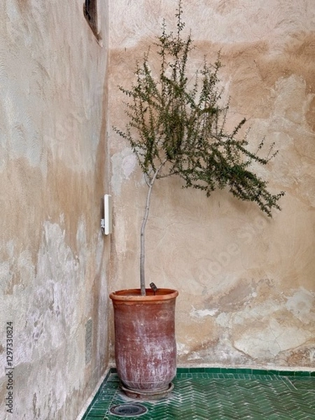 Obraz Tree in terracotta pot in Le Jardin Secret in the old Medina Marrakesh Morocco North Africa