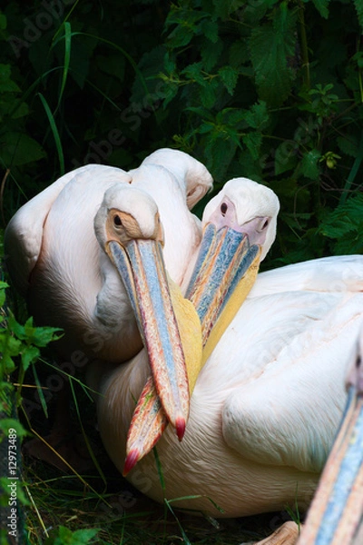 Obraz Two pelicans