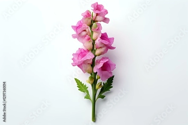 Fototapeta Pink snapdragon flower stem with delicate blooms and green leaves isolated on white background, suitable for botanical illustrations and floral designs.