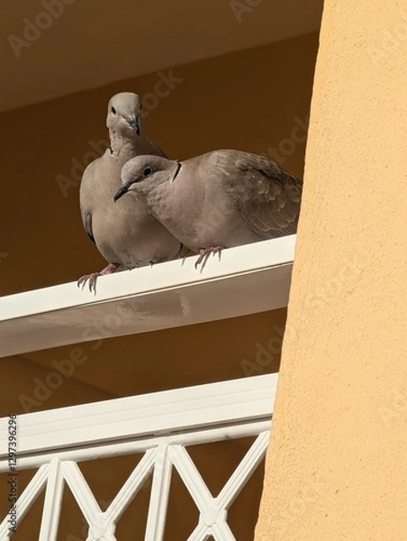 Obraz pigeon on the wall