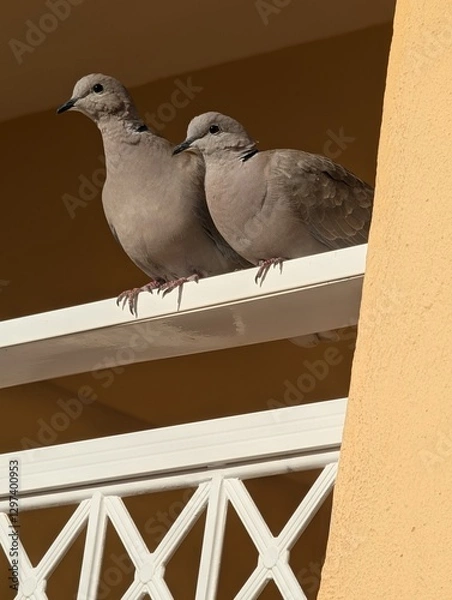 Obraz seagull on the wall