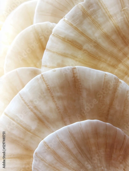 Fototapeta A mesmerizing close-up of delicate, overlapping seashells in soft neutral tones. The intricate patterns and subtle textures highlight organic beauty, creating a serene and elegant visual composition.