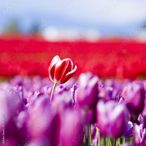 Obraz Standing Up For What's Right 