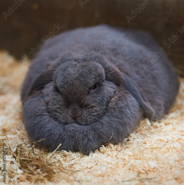 Fototapeta Massive dewlap on a fat sleeping rabbit