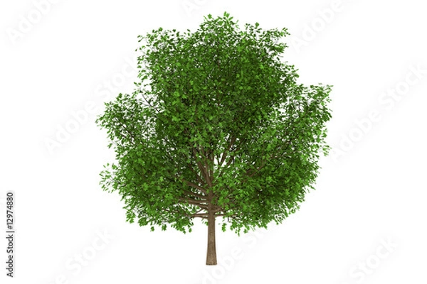 Obraz oak tree green isolated on the white background