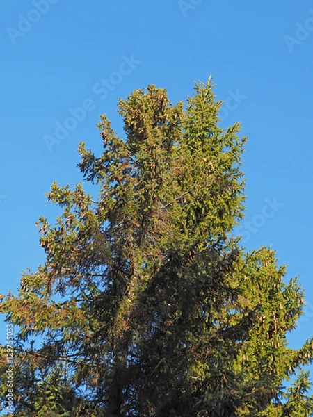 Fototapeta Krone spruce forest