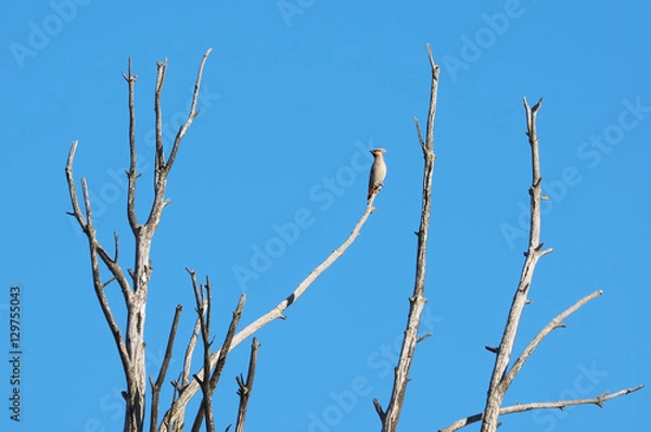 Obraz waxwings on a tree