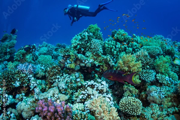 Obraz Diver on the reaf