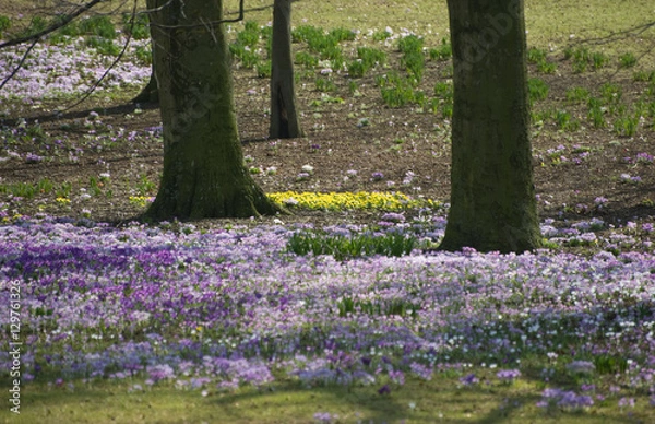 Obraz Springstime flowers