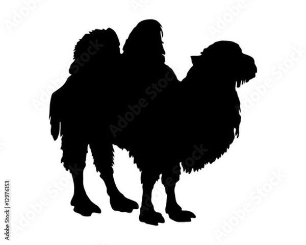 Obraz Die schwarze Silhouette von einem Trampeltier