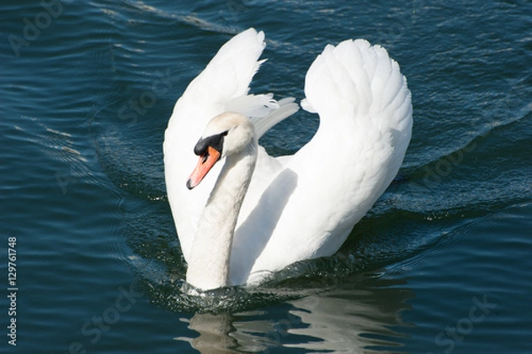 Obraz Swan