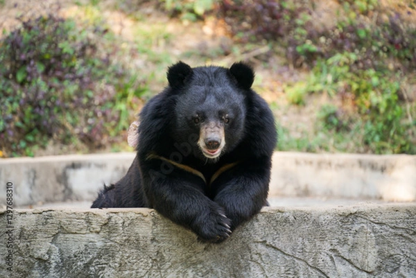 Obraz asiatic black bear in zoo