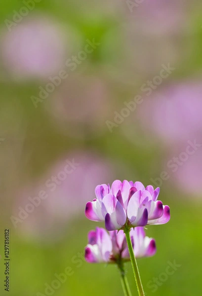 Obraz 可憐に咲く可愛いレンゲの花