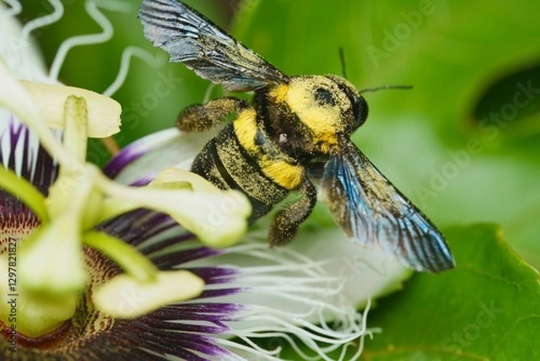 Fototapeta Macro photography of single wasp full of pollen inside passionfruit flower, Mahe, Seychelles 4