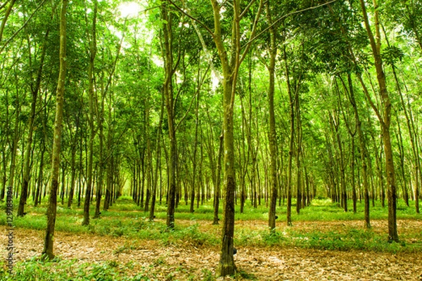 Fototapeta rubber forrest 