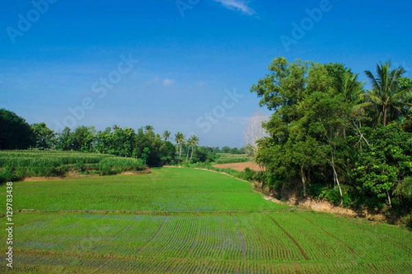 Fototapeta view of a rice field in trpical country