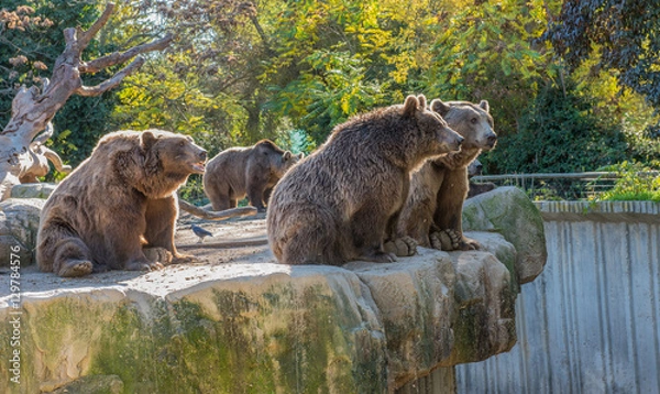 Obraz Brown bears in a zoo