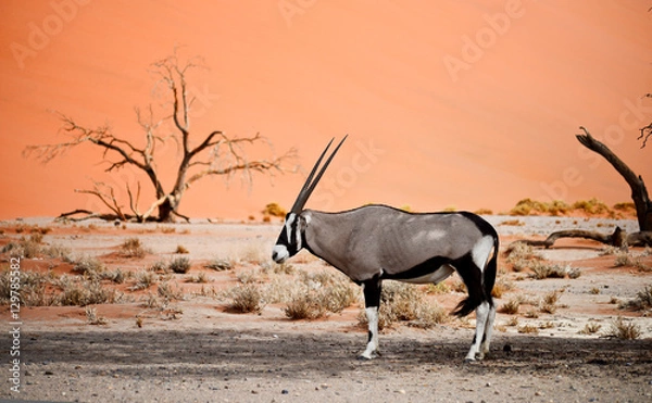 Obraz oryks w Afryce