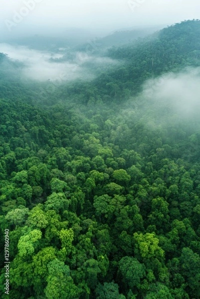 Fototapeta Aerial View of Misty Green Rainforest Canopy