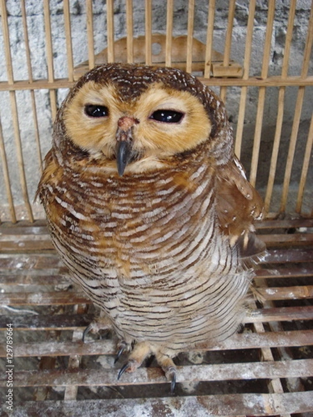 Obraz Chouette en Asie