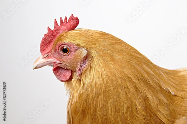 Obraz hen white background