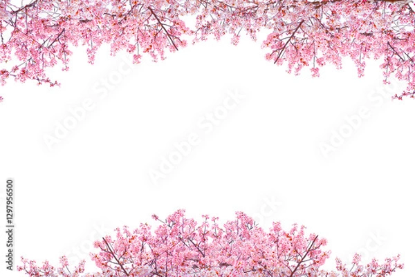 Fototapeta Pink Cherry blossom blooming in spring season isolated on white background.