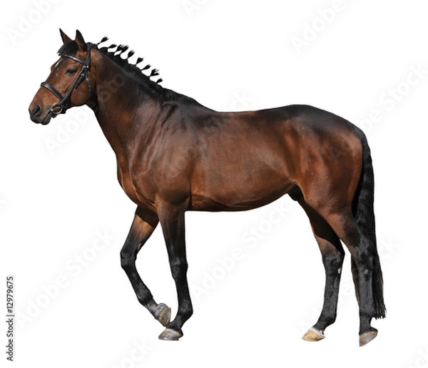 Obraz brown horse on white background