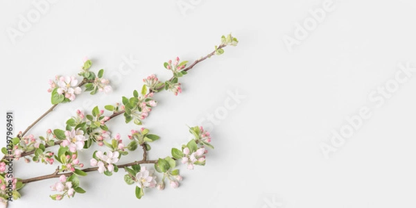 Fototapeta A spring composition on a gray background of blooming apple branches with white and pink flowers with a place for text. Happy Mother's Day greeting card, happy Valentine's Day, March 8th, happy