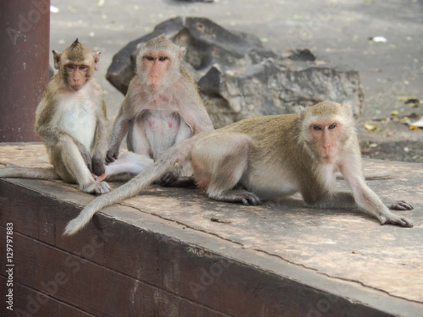 Fototapeta The Monkeys in the wild.