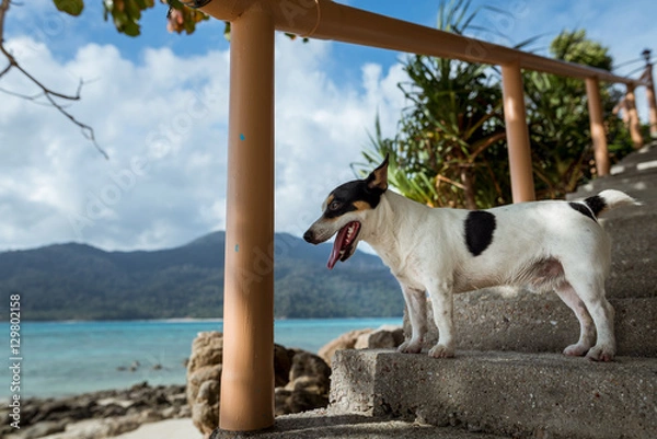 Obraz Jack Russell funny dog 