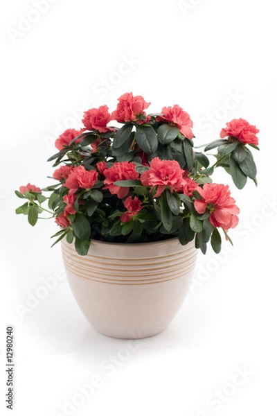 Obraz Azalea Indica