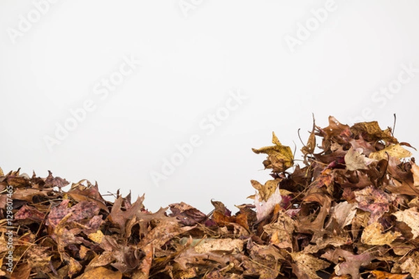 Fototapeta Fall leaves background in horizontal orientation with copy space