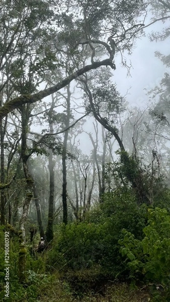 Fototapeta The very dense green trees are covered in a thin mist which makes it look cool and pleasant