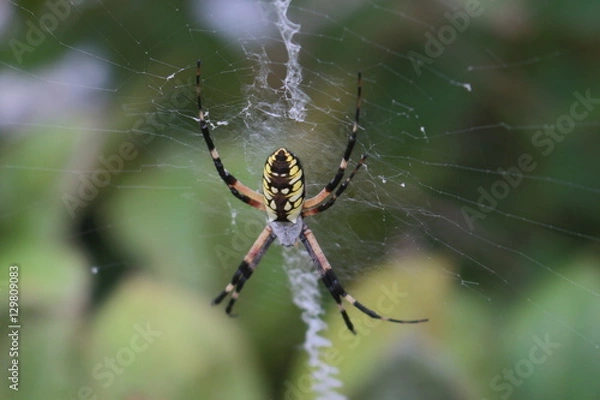 Fototapeta Spider on Web