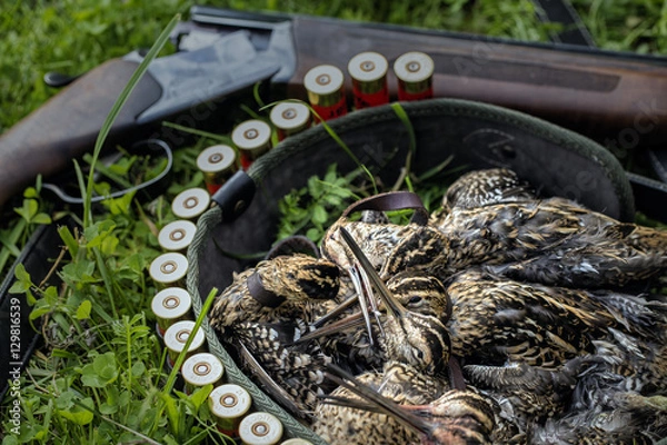 Fototapeta Hunting trophies. Obtained snipe on guns and ammunition background.