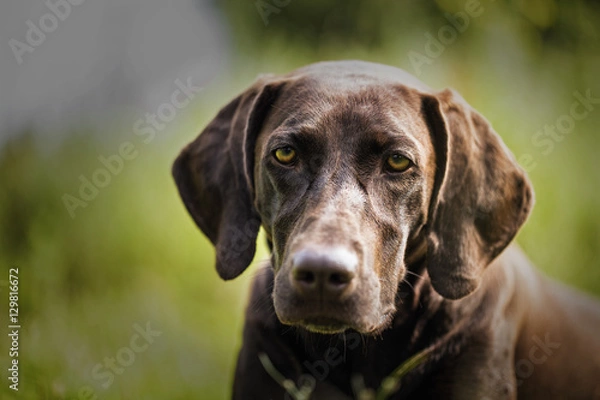 Fototapeta Portrait Kurzhaar. Brown color. He looks intelligent eyes into the camera.