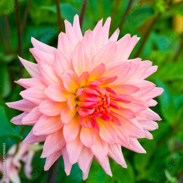 Obraz Beautiful pink dahlia in a garden.