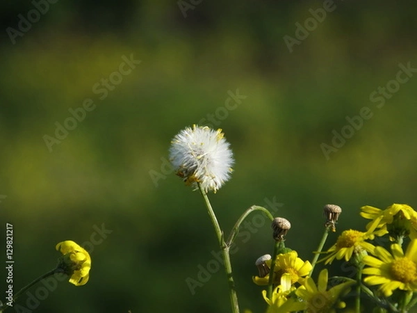 Fototapeta White point flower