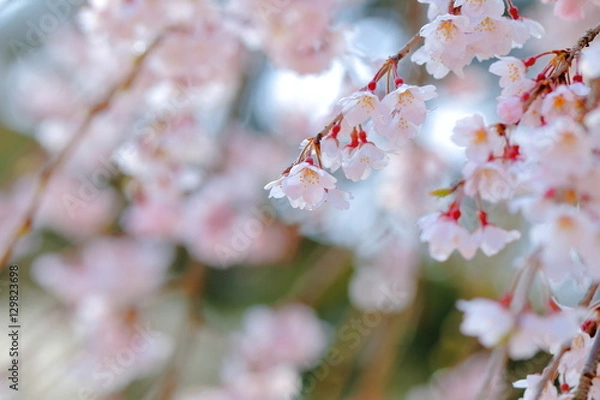 Fototapeta 枝垂桜