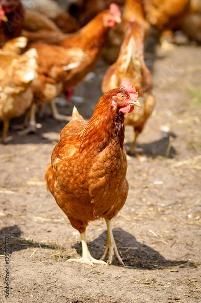 Fototapeta Freilaufendes Huhn mit Artgenossen draußen bei Sonnenschein