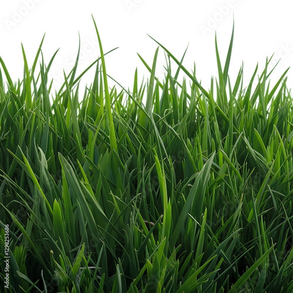 Fototapeta Isolated Green Grass Bunch Nature background and silhouette Green grass isolated for object design