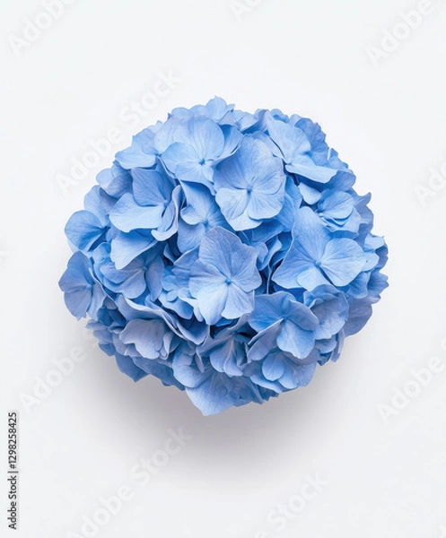 Fototapeta Elegant blue hydrangea blooms arranged in a round cluster on white background