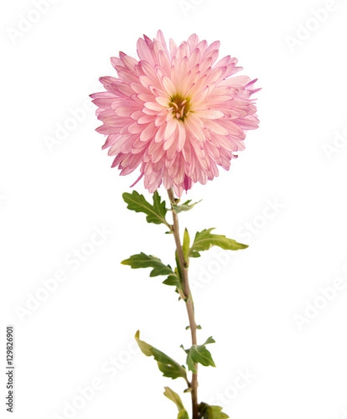 Fototapeta Pink chrysanthemum flower on a long stem on a white background is insulated