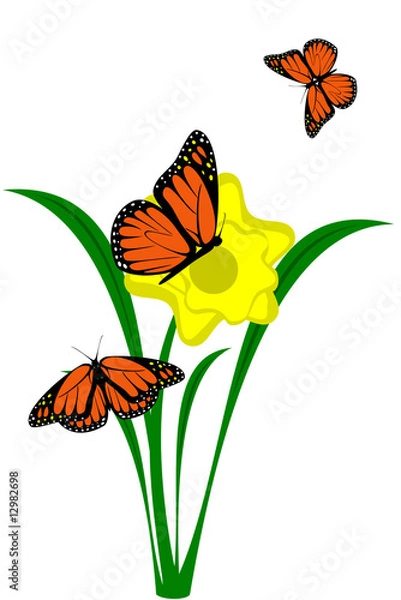 Fototapeta A yellow Daffodil flower with butterflies